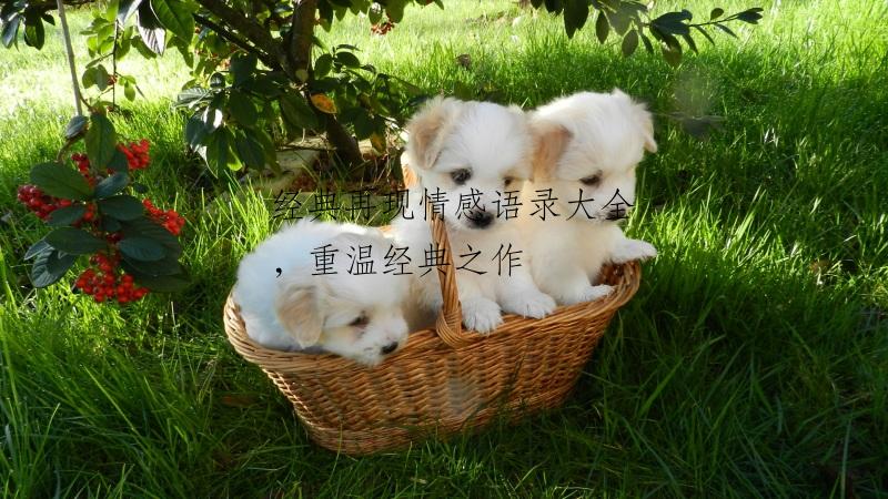 经典再现情感语录大全，重温经典之作