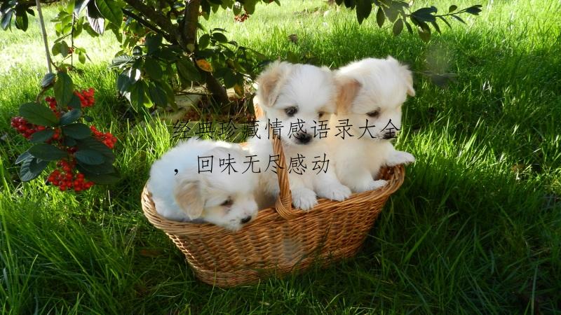 经典珍藏情感语录大全，回味无尽感动