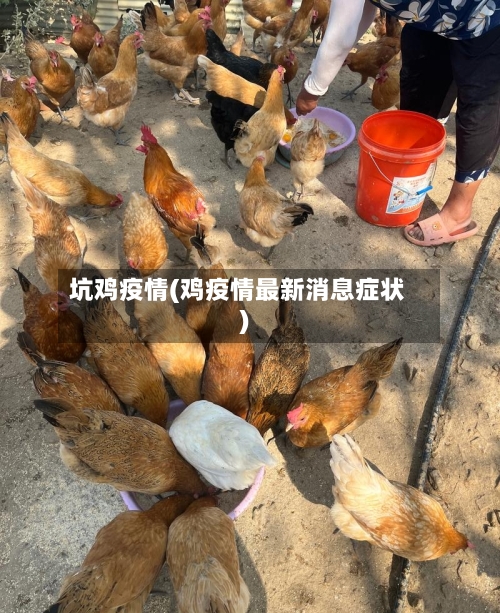 坑鸡疫情(鸡疫情最新消息症状)
