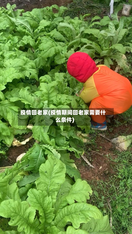 疫情回老家(疫情期间回老家需要什么条件)