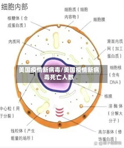 美国疫情新病毒/美国疫情新病毒死亡人数