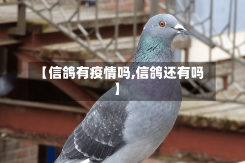 【信鸽有疫情吗,信鸽还有吗】