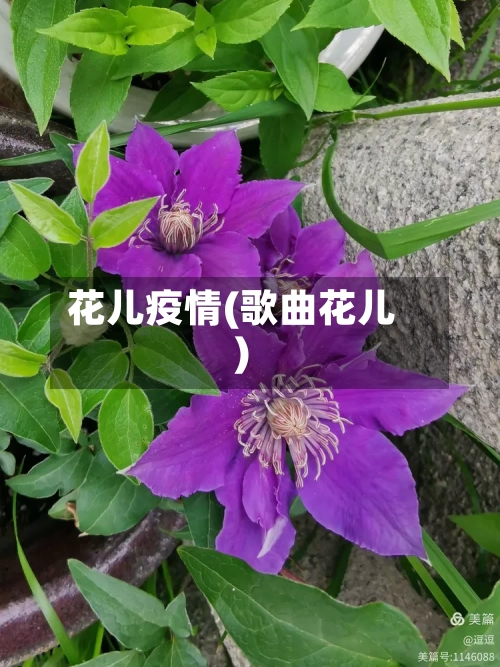 花儿疫情(歌曲花儿)