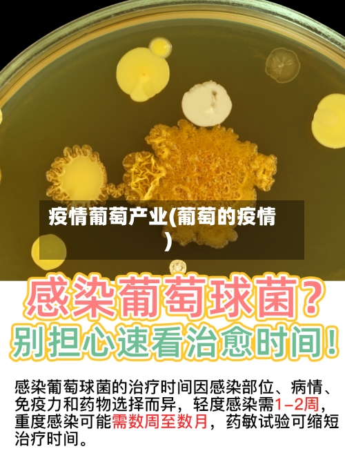 疫情葡萄产业(葡萄的疫情)